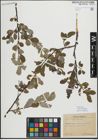 Foto von Salix myrsinifolia Salisb.